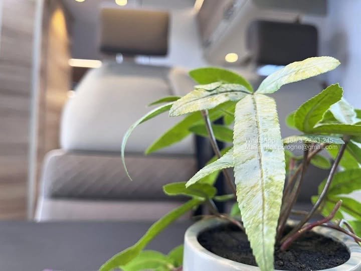 FB_IMG_1767831014951